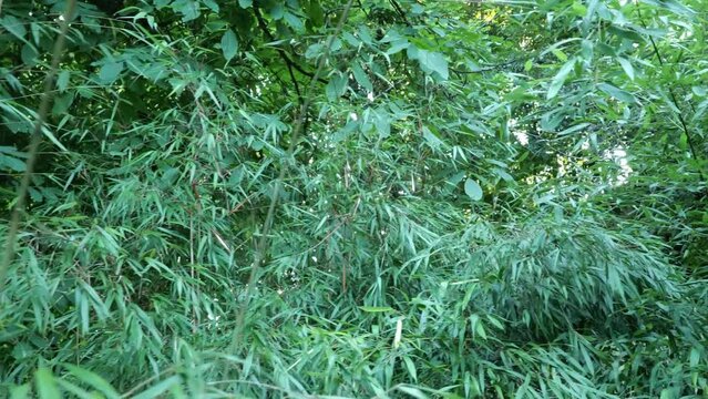 Fargesia bamboo in the Japanese garden by the creek