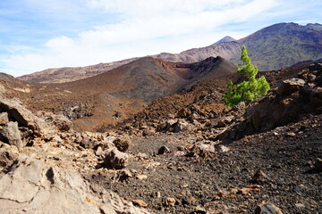 Lonely tree on the Teide volcano, Tenerife, Canaries, Spain