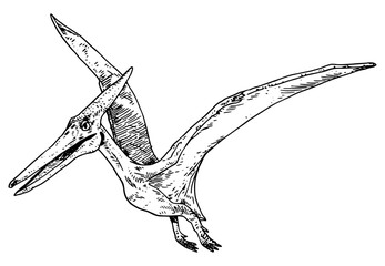 Pteranodon vector illustration © Renee