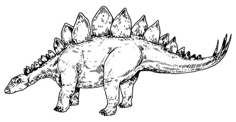 Stegosaurus vector illustration © Renee
