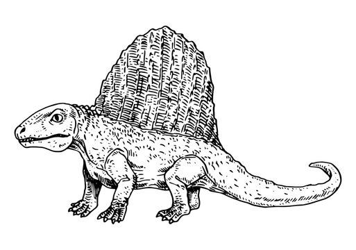 Dimetrodon vector illustration