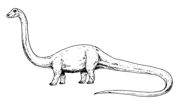 Diplodocus vector illustration