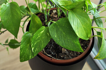 planta verde jibóia em vaso 