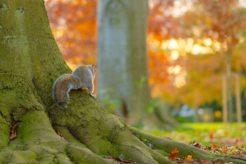 squirrel on a tree