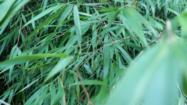 Fargesia bamboo in the Japanese garden by the creek