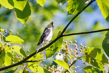 枝に止まる綺麗なサンショウクイ（サンショウクイ科）。

日本国神奈川県相模原市、早戸川林道にて。
2023年8月12日撮影。

A beautiful Ashy Minivet (Sundeweridae) perching on a branch.

At Hayatogawa forest road, Sagamihara, Kanagawa, Japan,
photo by August 1