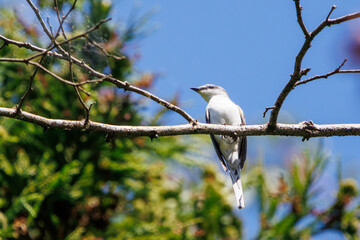枝に止まる綺麗なサンショウクイ（サンショウクイ科）。

日本国神奈川県相模原市、早戸川林道にて。
2023年8月12日撮影。

A beautiful Ashy Minivet (Sundeweridae) perching on a branch.

At Hayatogawa forest road, Sagamihara, Kanagawa, Japan,
photo by August 1