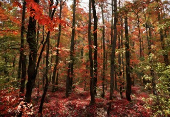 Crimson Canopy: Alabama's Talladega National Forest Fall Foliage.