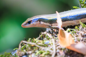 綺麗なニホンカナヘビ（カナヘビ科）。

日本国神奈川県相模原市、早戸川林道にて。
2023年8月12日撮影。

The lovely Japanese grass lizard (family of viverrids (e.g. pythons)).

At Hayatogawa forest road, Sagamihara, Kanagawa, Japan,
photo by August 