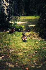 Kalisz and Łódz, Polish City