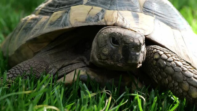 Eastern Hermann's tortoise, European terrestrial turtle, Testudo hermanni boettgeri, turtle on the lawn in nature