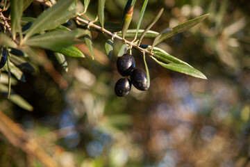 Black olives glisten on Alentejo's olive tree under the sun, capturing the essence of Portugal's...