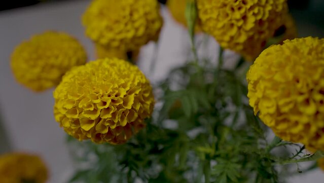 4K CEMPAS&Uacute;CHIL D&Iacute;A DE MUERTOS FLORES