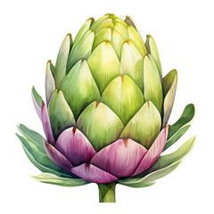 Fototapeta premium watercolour artichoke, png