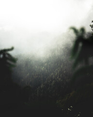 misty morning in the forest