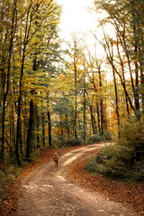 Fototapeta na wymiar autumn in the forest yellow tree yellow forest yellow leaves road on the forest