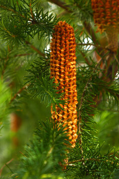 Banksia ericifolia