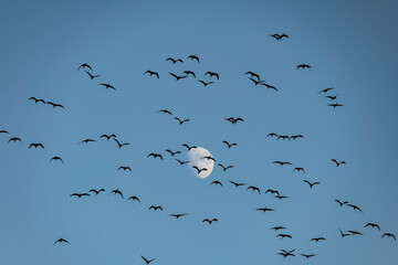 Aves volando al atardecer con luna creciente