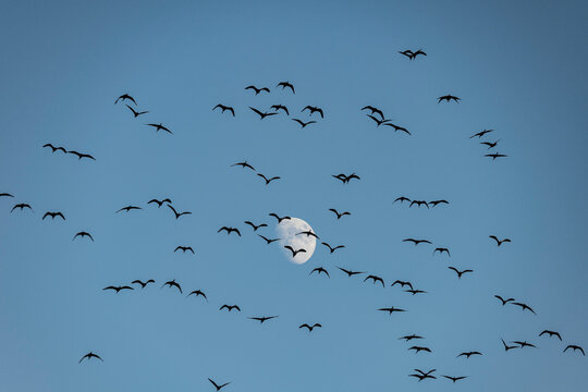 Aves volando al atardecer con luna creciente