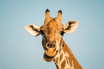 Headshot of a giraffe (Angolan giraffe) looking in camera, Etosha National Park, Namibia