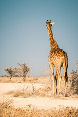 Giraffe standing tall against the backdrop of Etosha dry season colors with golden grasses and...