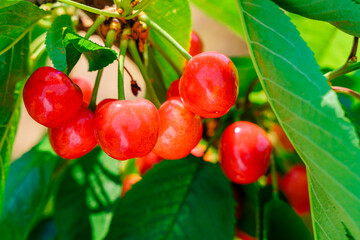 Orchard branches covered with ripe red cherries