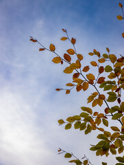 bunte Blätter vor blauem Himmel