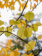 Gelbe Herbstblätter am Ast