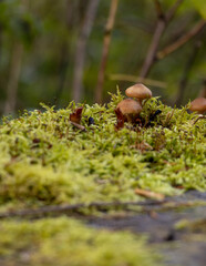 Waldboden mit Moos