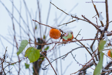 雪が積もった初冬の柿