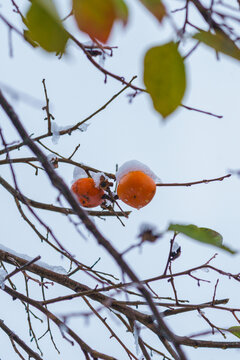 雪が積もった初冬の柿