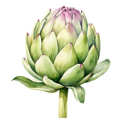 artichoke isolated on white, png