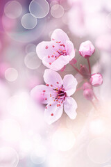 Różowe kwiaty wiśni Cherry blossom na drzewie, sezon wiosenny	 - obrazy, fototapety, plakaty