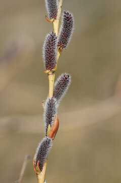 Vertical closeup on the yellow red colored catkins from the springtime blossoming Purple Willow, Salix purpurea
