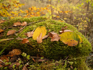 Colorful leaves lie on the moss forest ground