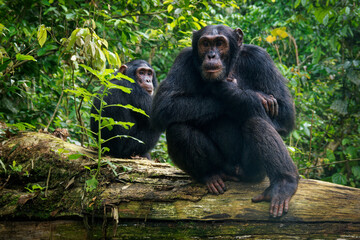 Common or Robust Chimpanzee - Pan troglodytes also chimp, great ape native to the forest and...