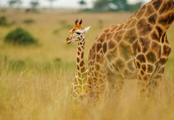Rothschild's giraffe - Giraffa camelopardalis rothschildi subspecies of the Northern giraffe, also...