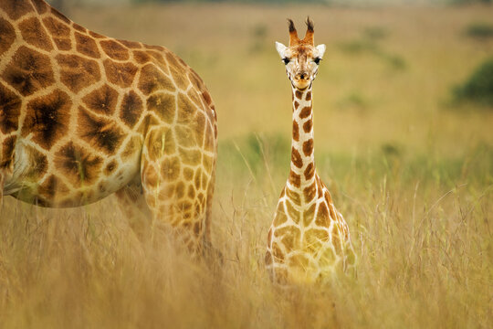 Rothschild's giraffe - Giraffa camelopardalis rothschildi subspecies of the Northern giraffe, also Baringo or Nubian or as the Ugandan giraffe, portrait of cub long neck mammal from Africa
