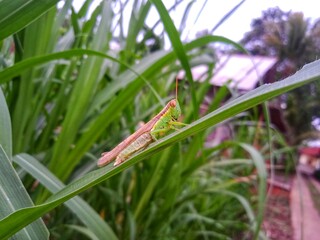 A small grasshopper perches on a leaf near a remote road in the countryside with a blurred background
