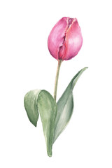 Watercolor pink tulip flower. Hand drawn illustration