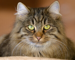 Cat (Felis silvestris catus, Felis catus). Local cats are stalking prey