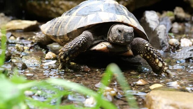 Eastern Hermann's tortoise, European terrestrial turtle, Testudo hermanni boettgeri, turtle on the lawn in nature