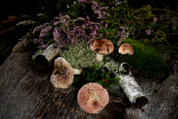 Natural forest details on a wooden rough background - moss, russula mushrooms and heather. forest still life. - obrazy, fototapety, plakaty
