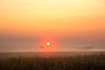 Summer spring dawn in a foggy flowering field and a red large round rising sun.