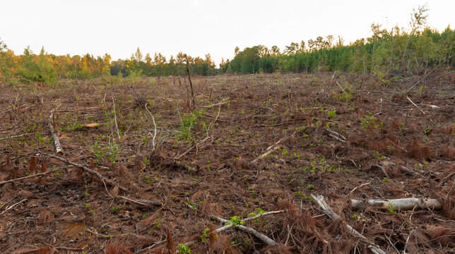 Acres deforested in a clear cut timber operations