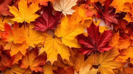 Naklejka na ściany i meble Vibrant maple leaves, displaying a spectrum of fall colors, isolated on a white background. Their autumnal hues evoke thoughts of Thanksgiving and the changing seasons