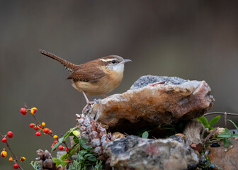 carolina wren on perch
