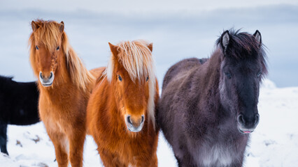Horses in Iceland. Wild horses in a group. Horses on the Westfjord in Iceland. Composition with...