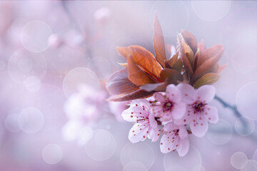 Różowe kwiaty wiśni Cherry blossom na drzewie, sezon wiosenny - obrazy, fototapety, plakaty