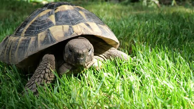 Eastern Hermann's tortoise, European terrestrial turtle, Testudo hermanni boettgeri, turtle on the lawn in nature